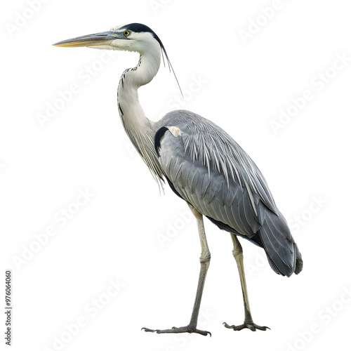 A graceful great blue heron standing tall in a serene pose against a transparent background, showcasing its distinct features and elegant silhouette