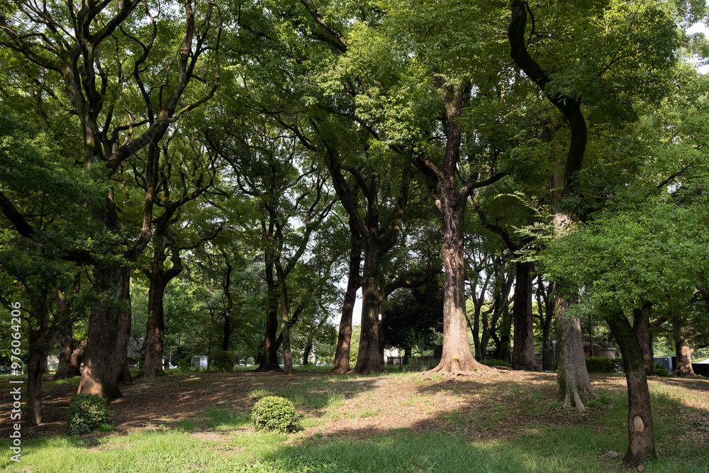 Ueno Park, is one of Japan's five oldest public parks. It's best known for Ueno Zoo, many museums, and spectacular cherry blossoms in the spring in Tokyo, Japan