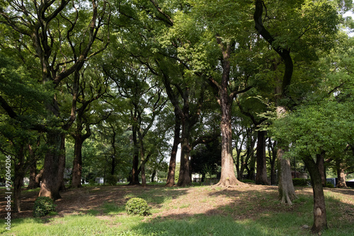 Obraz na płótnie Ueno Park, is one of Japan's five oldest public parks. It's best known for Ueno Zoo, many museums, and spectacular cherry blossoms in the spring in Tokyo, Japan w salonie