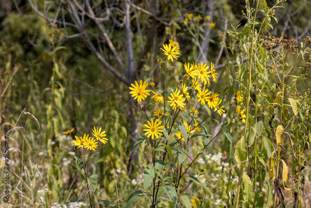 Obraz premium Woodland sunflower (Helianthus divaricatus) known as rough sunflower or rough woodland sunflower, is a North American species