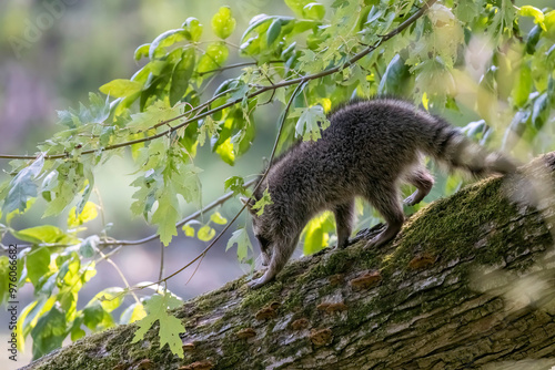 Young raccoon ( Procyon lotor) in the park photo