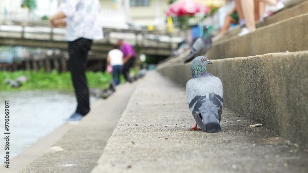 A group of pigeons bird waiting for fish food at the pier stairs old Tha na market on the Tha Chin River of Nakhon Chai Si, Nakhon Pathom Province Thailand. A group of pigeons bird waiting for fish food at the pier stairs old Tha na market on the Tha Chin River of Nakhon Chai Si, Nakhon Pathom Province Thailand.