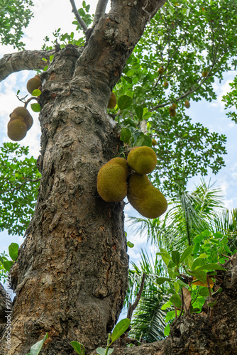 Ripe jackfruit hanging from tree branch. artocarpus heterophyllus