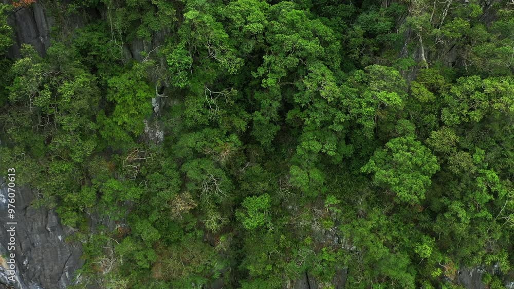 Drone, trees and nature with road in forest for environment, countryside wildernesses and landscape. Travel, river and valley with aerial view of Vietnam woodlands for path, summer and highway Drone, trees and nature with road in forest for environment, countryside wildernesses and landscape. Travel, river and valley with aerial view of Vietnam woodlands for path, summer and highway