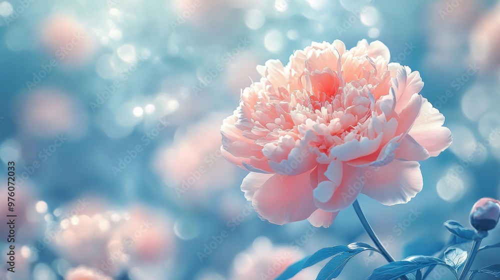 Illustration of peony flowers, A bouquet of beautiful peonies for design Illustration of peony flowers, A bouquet of beautiful peonies for design