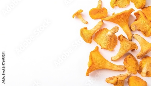 Wild Golden yellow edible chanterelle mushrooms fungus in the genera Cantharellus. emit a fruity aroma and often have a mildly peppery taste or flavor. Isolated on white background