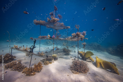 Εκτύπωση καμβά Coral Nursery - Marine conservation project planting corals