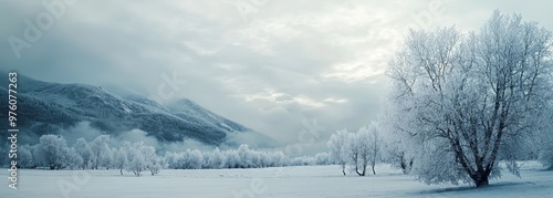 Winter outdoor tree snowy pines forest background photo