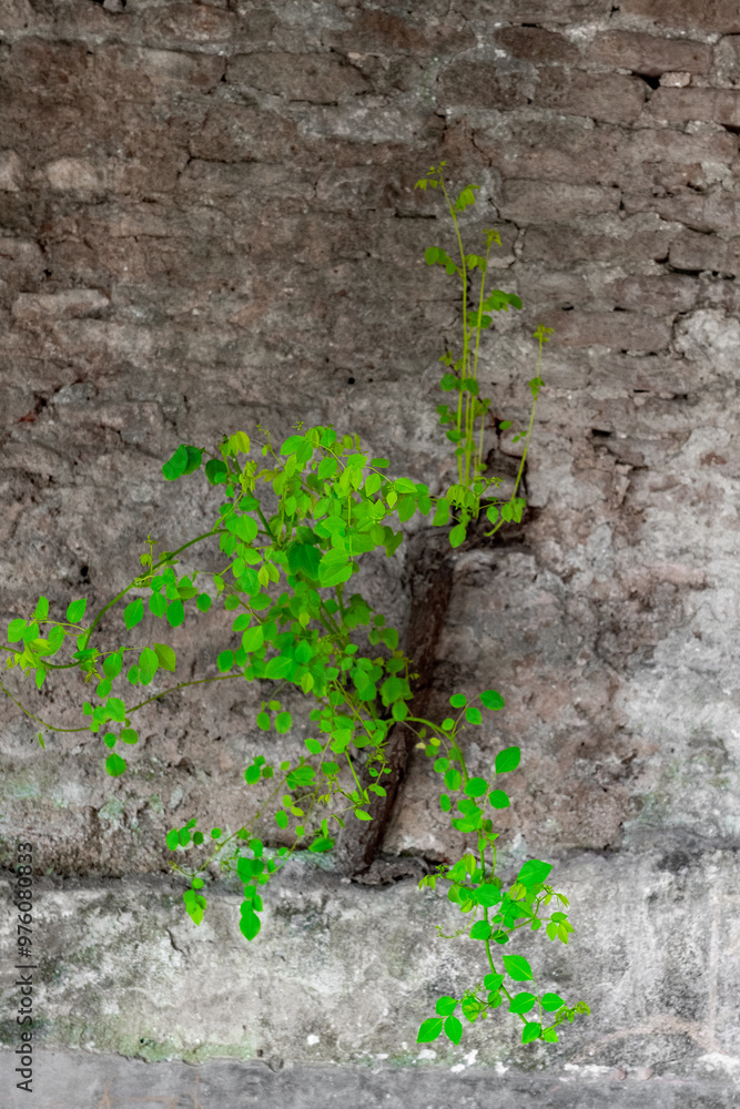 Young green plant growing through cracks in brick wall.