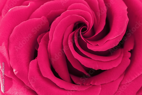 Close up red purple rose with petals macro texture, top view beauty nature aesthetic background, Natural floral  geometric pattern with curve lines, soft focus, vivid monochrome color stylish photo photo