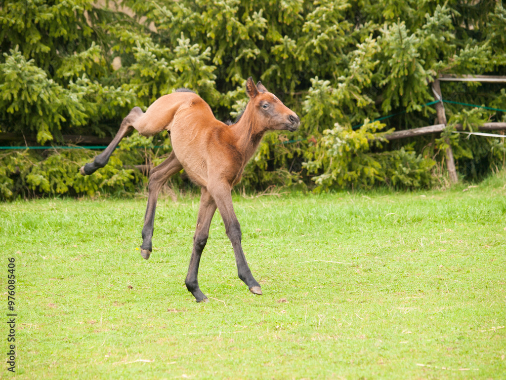 Portrair of cute one day old foal on green meadow in sunny spring day