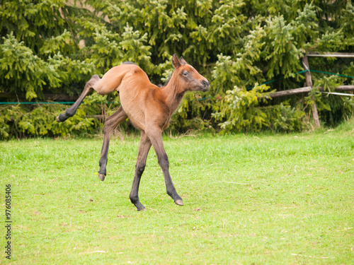 Obraz na płótnie Portrair of cute one day old foal on green meadow in sunny spring day w salonie