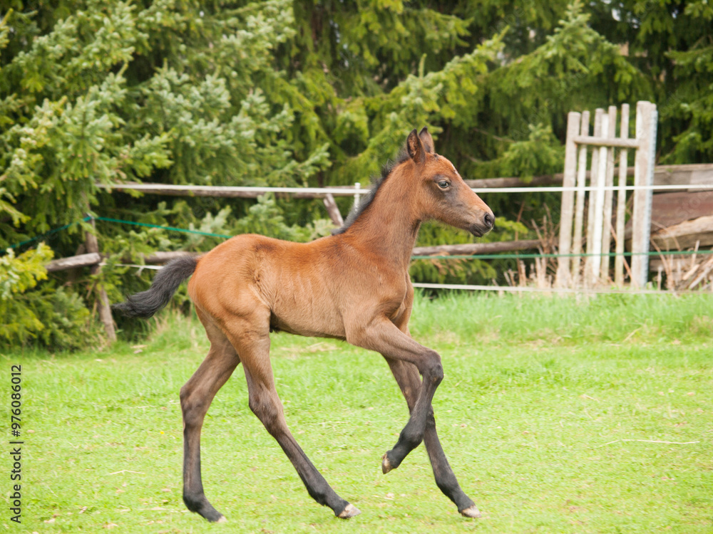 Portrair of cute one day old foal on green meadow in sunny spring day