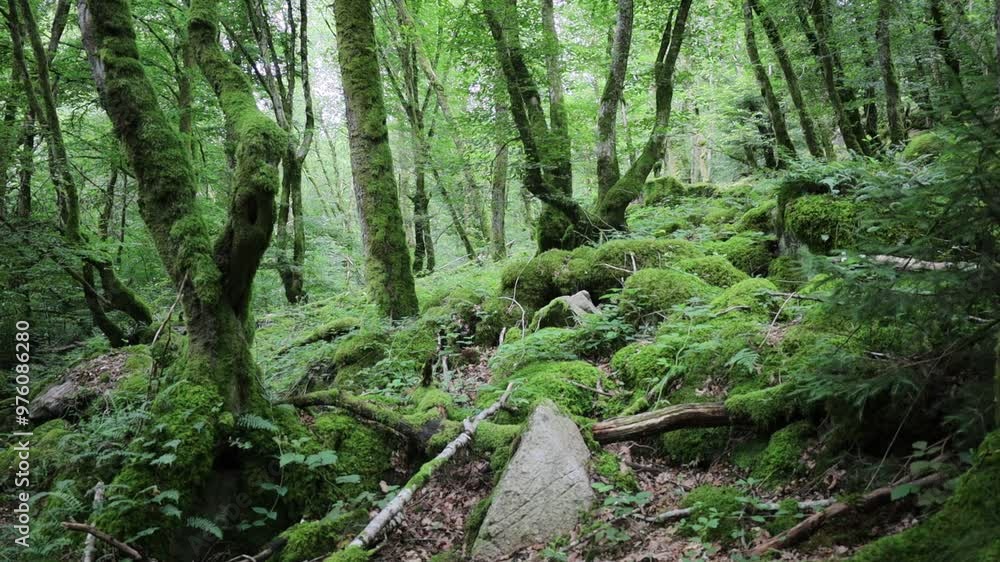 forêt verdoyante, sous bois moussu dans le Morvan en Bourgogne en été forêt verdoyante, sous bois moussu dans le Morvan en Bourgogne en été