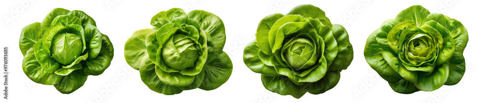Fototapeta premium Top view of four fresh green lettuce heads arranged in a row, perfect for salads, healthy eating, and vegetarian diet concepts.