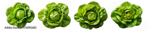 Top view of four fresh green lettuce heads arranged in a row, perfect for salads, healthy eating, and vegetarian diet concepts.