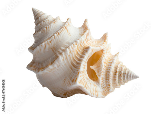 Open white seashell isolated on a white background, showing detailed texture. PNG transparent.