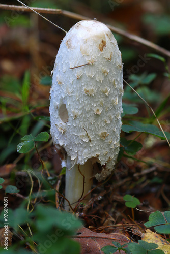 Shaggy Ink Cap fungi growing in a forest, Hamsterley Forest, County Durham, England, UK.