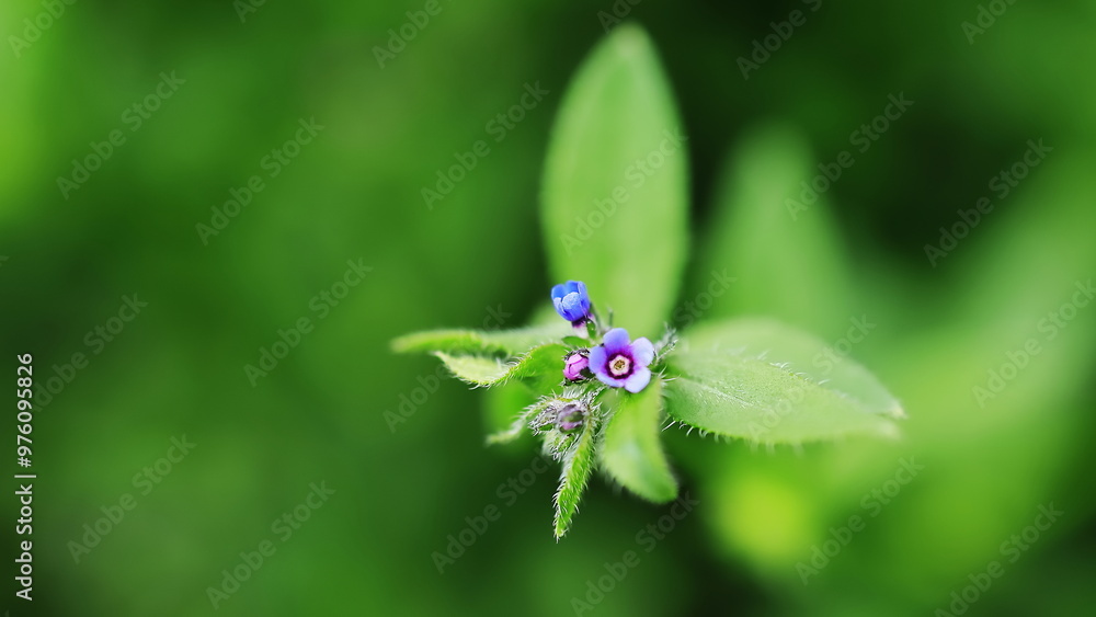 blue dragonfly on a flower blue dragonfly on a flower