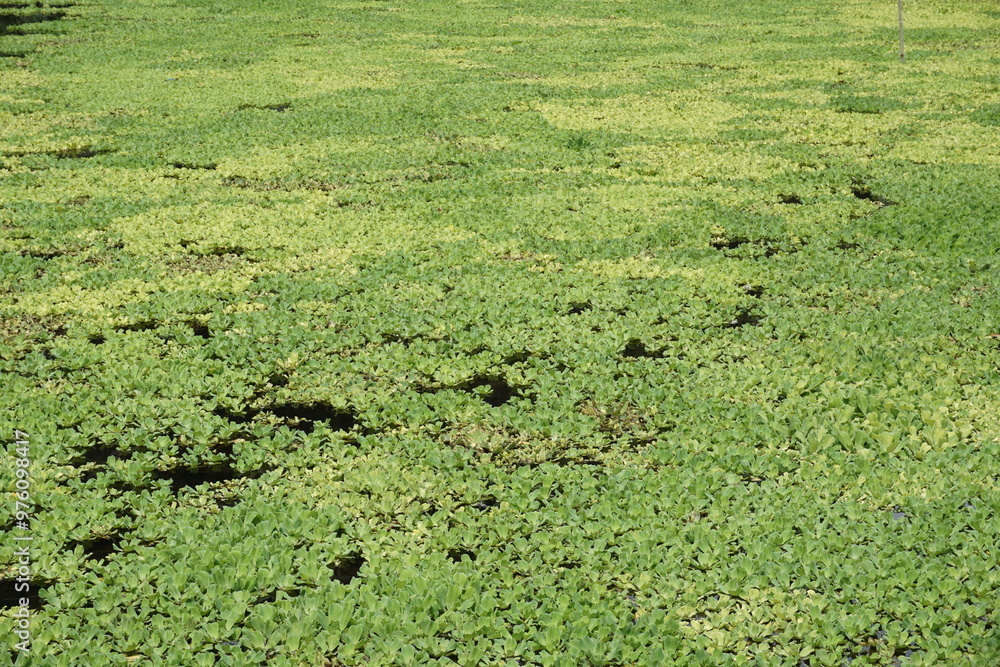 Dense green algae covering a calm river surface. Nature and environment concept Dense green algae covering a calm river surface. Nature and environment concept