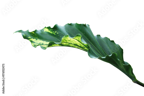 Foto Variegated Leaf of Anthurium Plant Isolated on White Background with Clipping Pa
