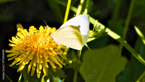 white butterfly on a flower