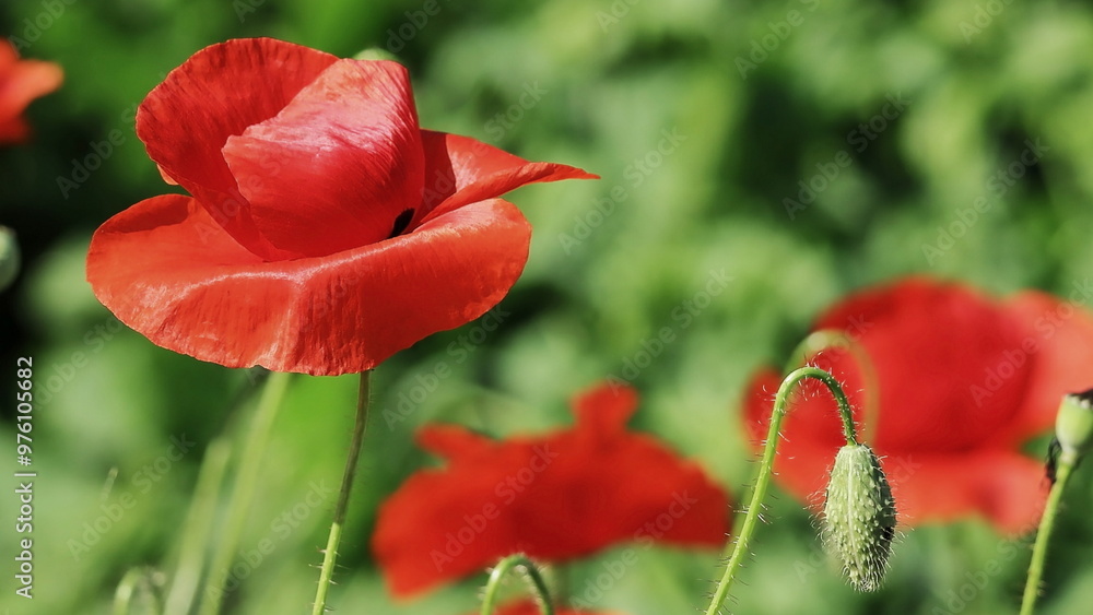 Obraz premium red poppy in the field