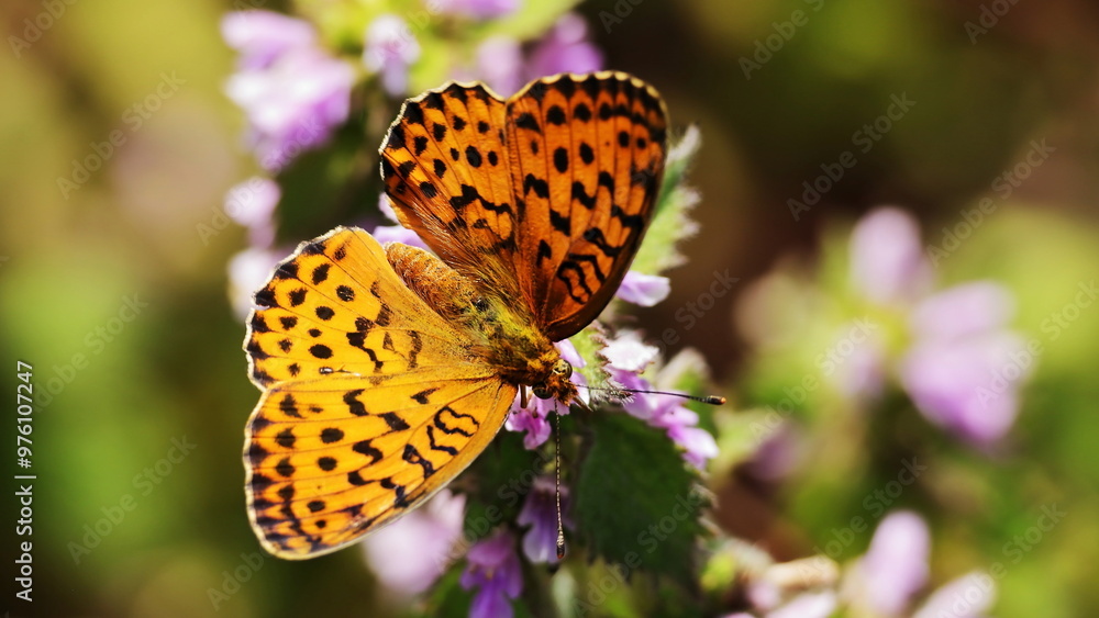 Obraz premium butterfly on flower