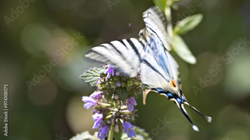 butterfly on a flower