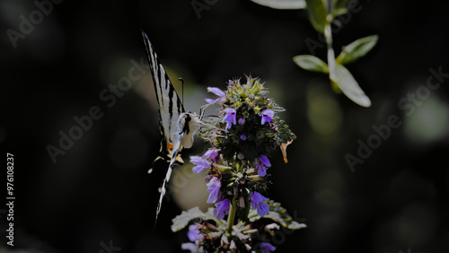 butterfly on flower