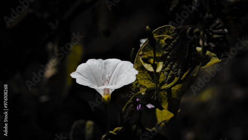 black and white flower
