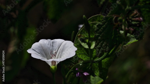 white flower in the garden