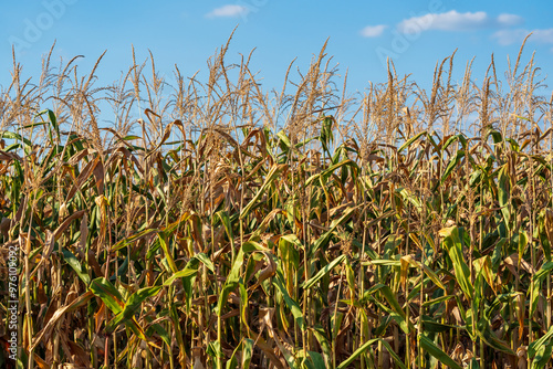 A field of corn shortly before harvest