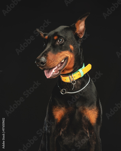 adorable dobermann with collar posing with tongue exposed