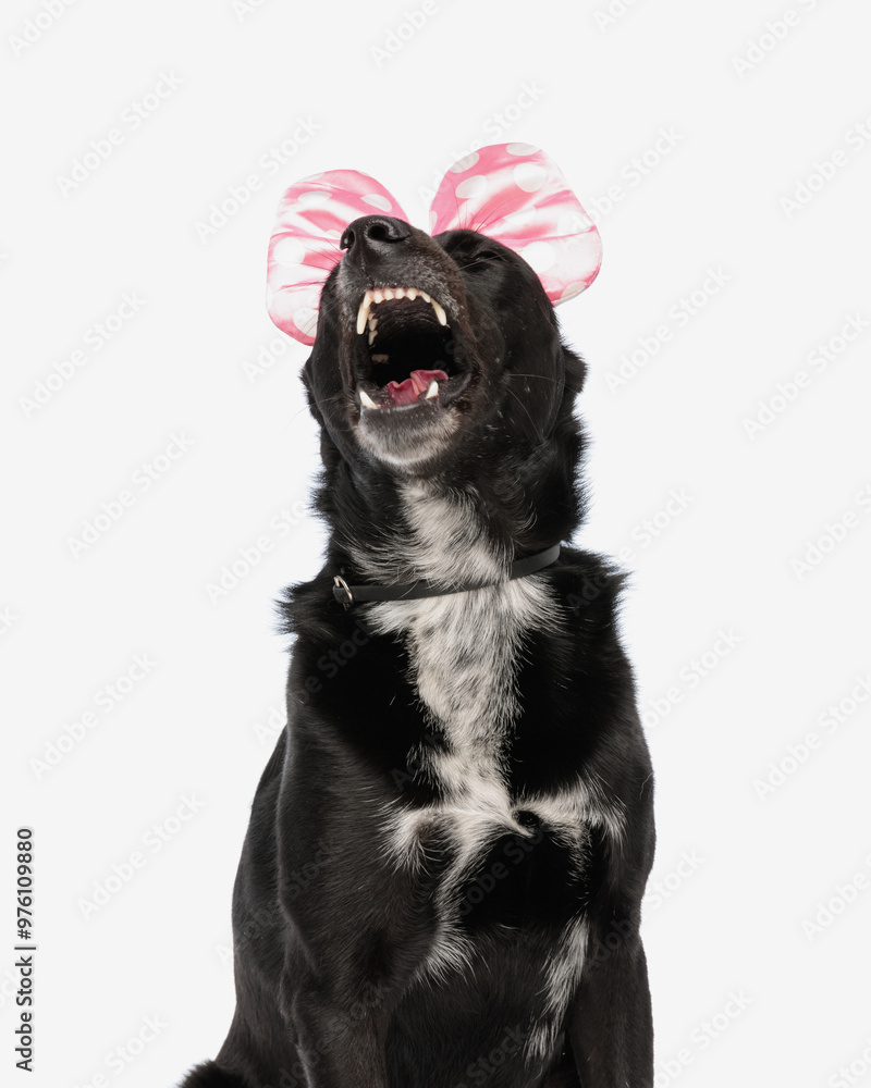 cute metis black dog with pink bow looking up and barking cute metis black dog with pink bow looking up and barking