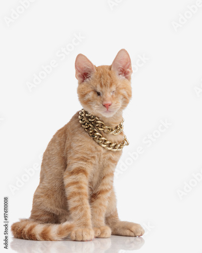 portrait of beautiful orange tabby kitty with no vision wearing collar photo