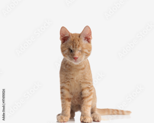 unique eyeless kitty with orange tabby fur sitting photo