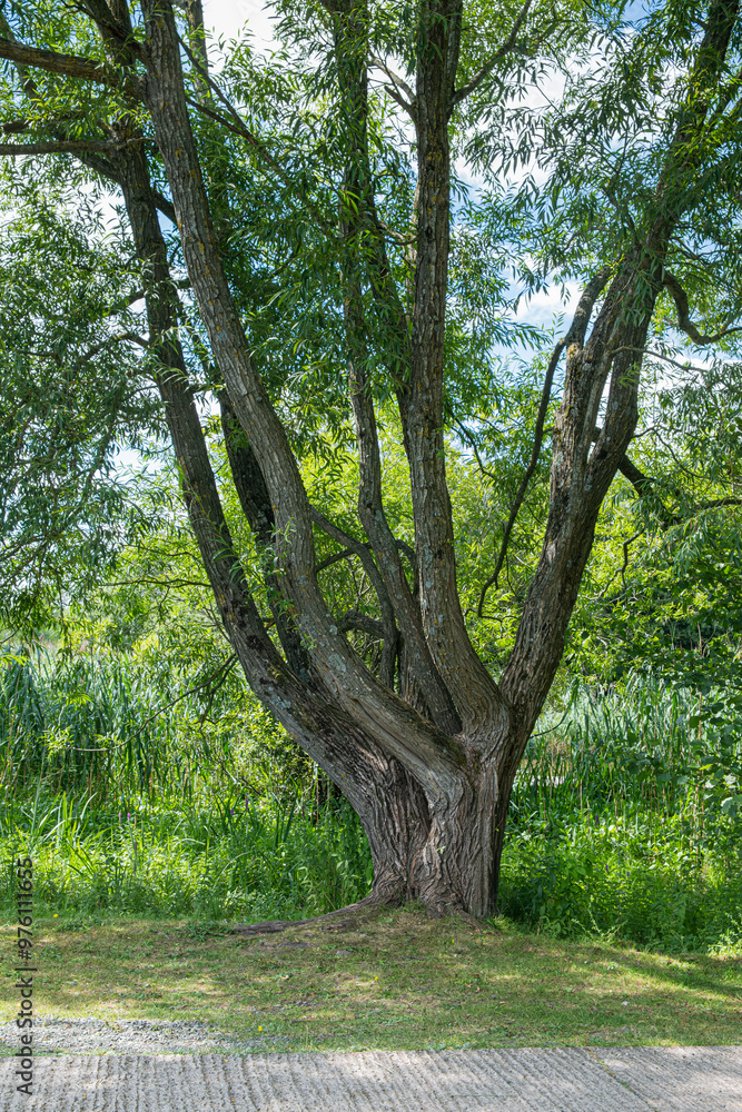 Tall tree with branches and rough brown bark surrounded with green vegetation Tall tree with branches and rough brown bark surrounded with green vegetation