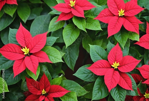 Wallpaper Mural Flowers with red and green foliage Torontodigital.ca