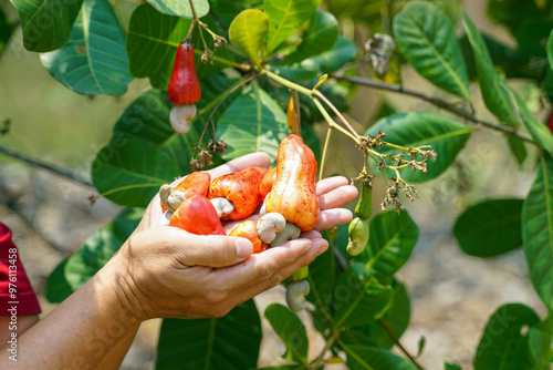 Cashew fruit in the hands of farmers. The fruit looks like rose apple or pear. The young fruit is green. When ripe, it turns red-orange. At the end of the fruit there is a seed, shaped like a kidney. photo