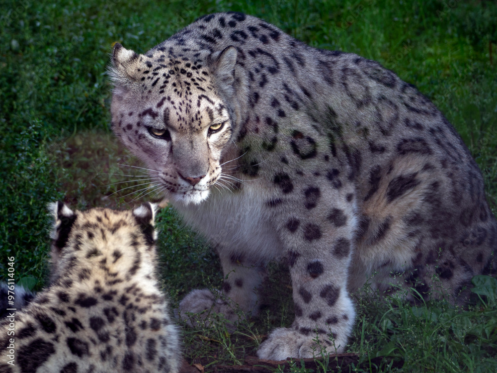 Obraz premium Snow leopard family. Female with cub. A female snow leopard sits next to her baby. The cub sits with its back to us.