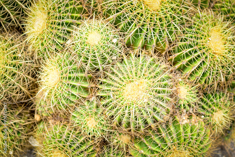 Close up cactus in desert garden in Xiamen botanical garden,Xiamen,China Close up cactus in desert garden in Xiamen botanical garden,Xiamen,China