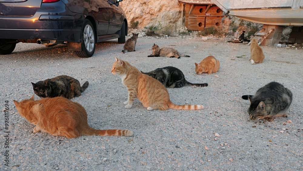 Fototapeta premium Group of cats from a cat colony sitting and crouching on concrete shoreline molo next to a deep blue metallic car, sunlit by summer evening sun. Multiple cat houses visible in background. Pag, Croatia