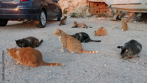 Obraz na plátne Group of cats from a cat colony sitting and crouching on concrete shoreline molo next to a deep blue metallic car, sunlit by summer evening sun