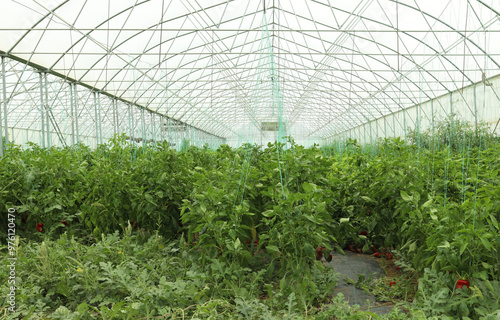 Huge plastic tunnel greenhouse polytunnel with vegetables plants inside photo