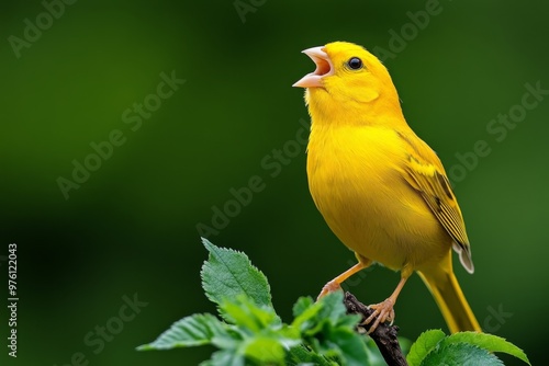 A canary singing on its perch, its tiny beak opening wide to release a melodious song, with bright yellow feathers shimmering