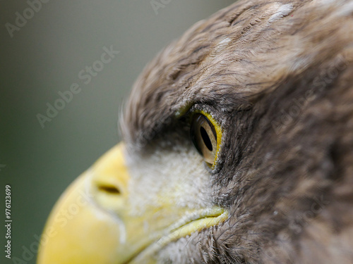 Seeadler Wildpark Tripsdrill Detailfotos  photo