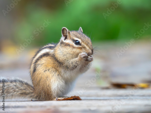 Eating chipmunk, profile portrait close-up, outdoors