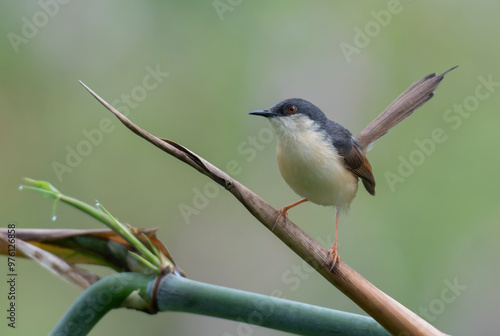 Prinia wren bird closeup perching on bamboo