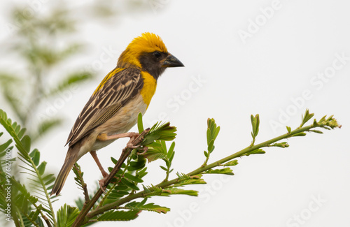 Baya Weaver Yellow bird perching on leaves